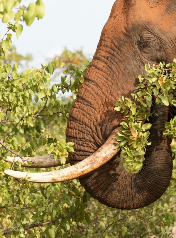 hans-veth-fFlAvHSjaWY-unsplash